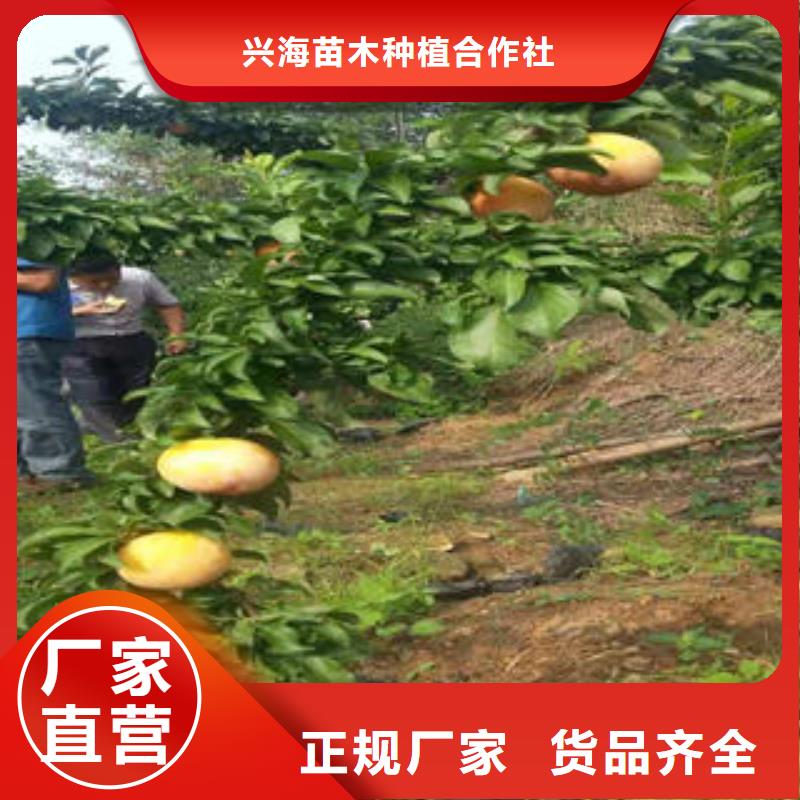 李子苗板栗苗您想要的我们都有
