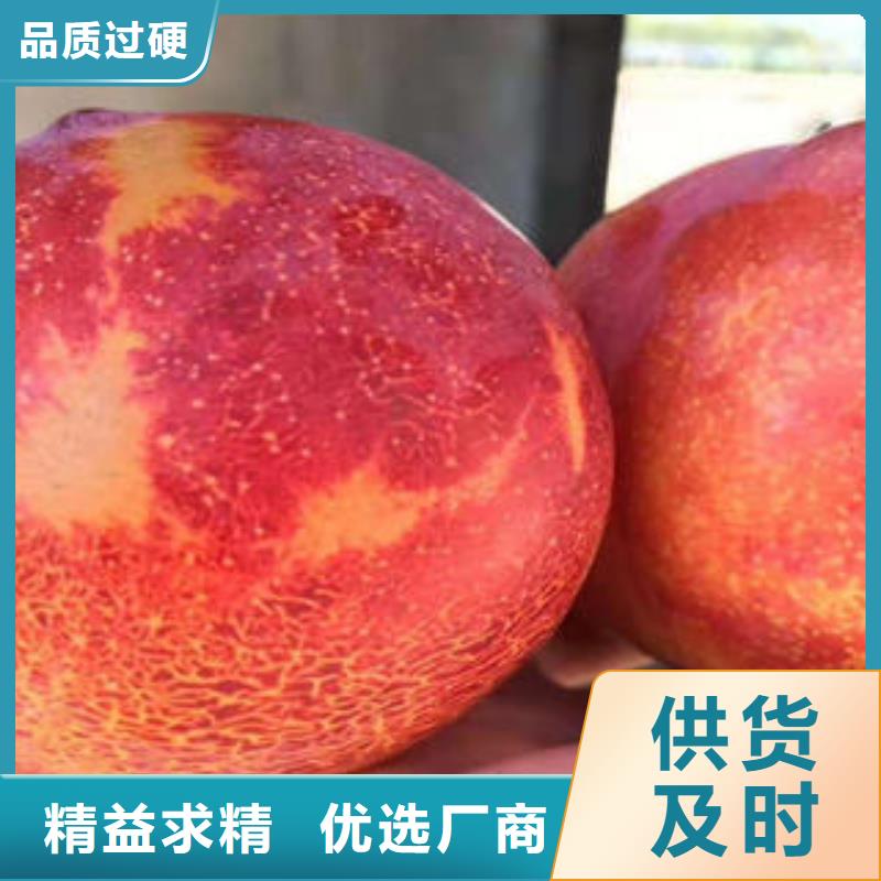 李子苗板栗苗价格公道合理