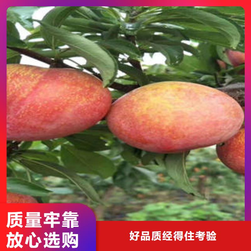 李子苗_梨树苗厂家直营