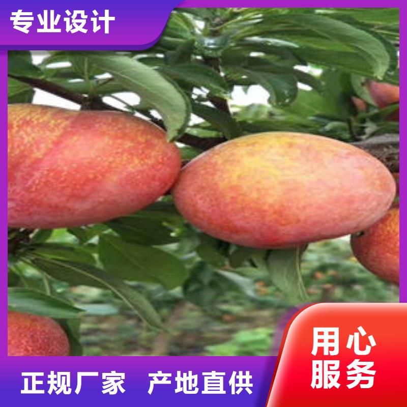 李子苗梨树苗质量三包