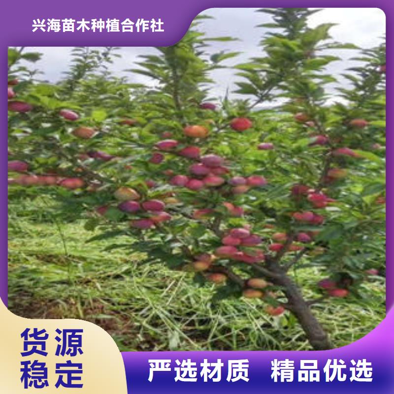 李子苗誠信廠家