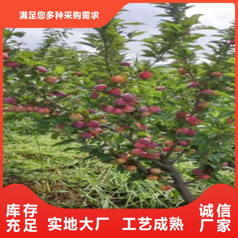 李子苗-花椒苗多年實(shí)力廠家