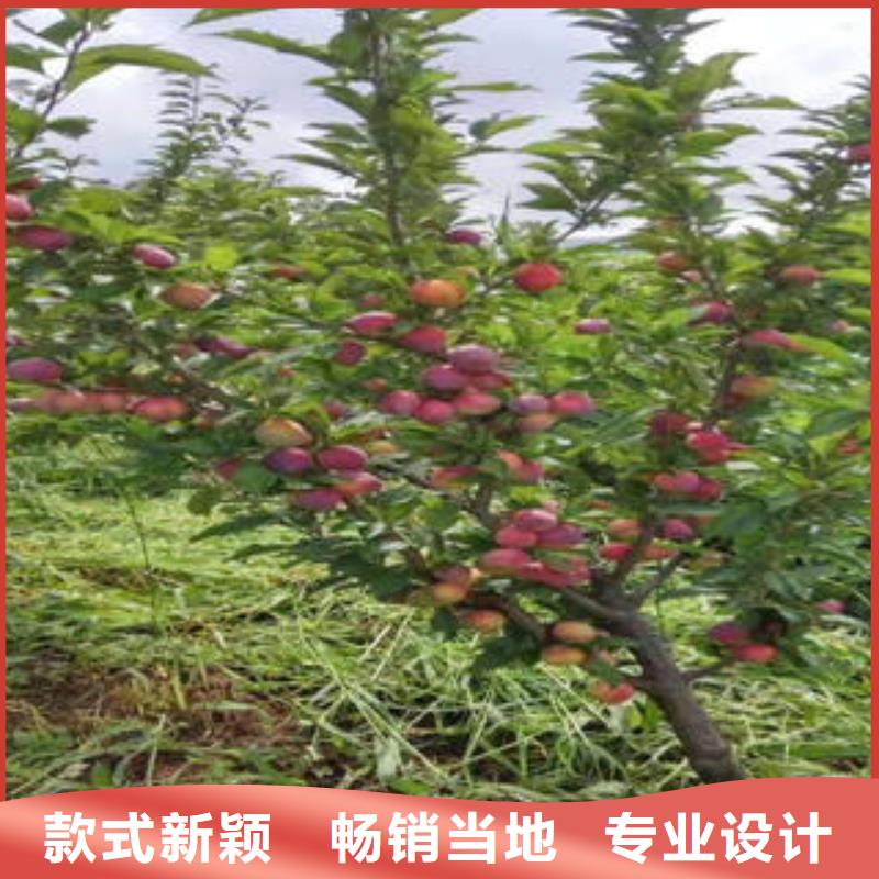 李子苗_梨樹苗廠家直營