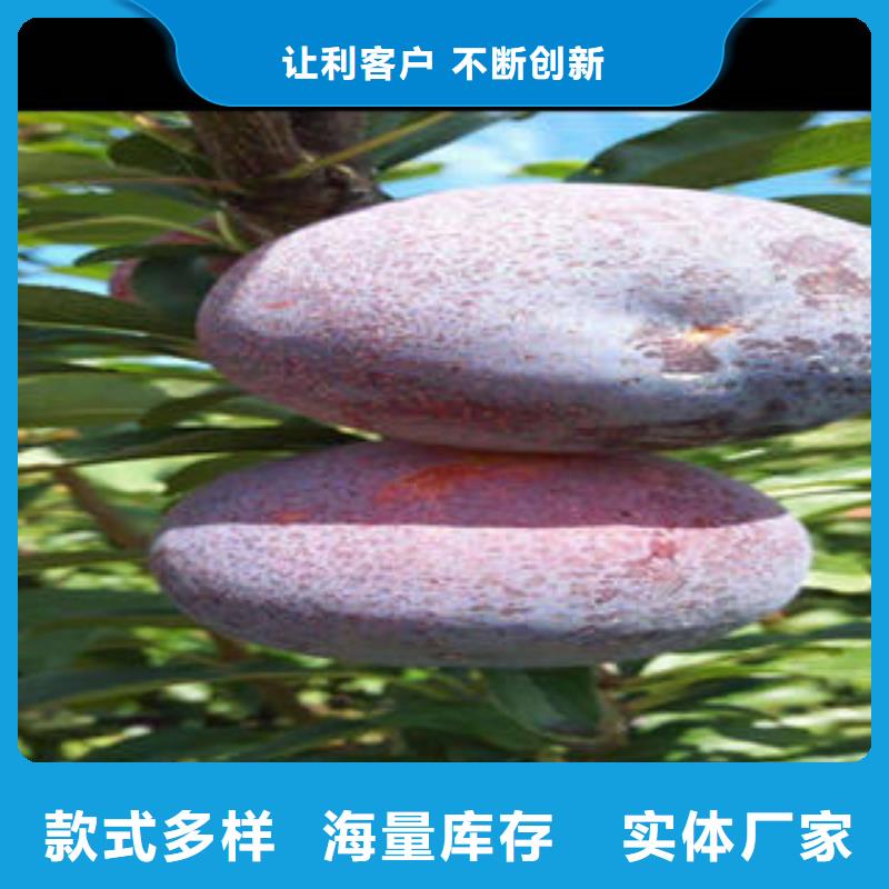 李子苗板栗苗您想要的我们都有