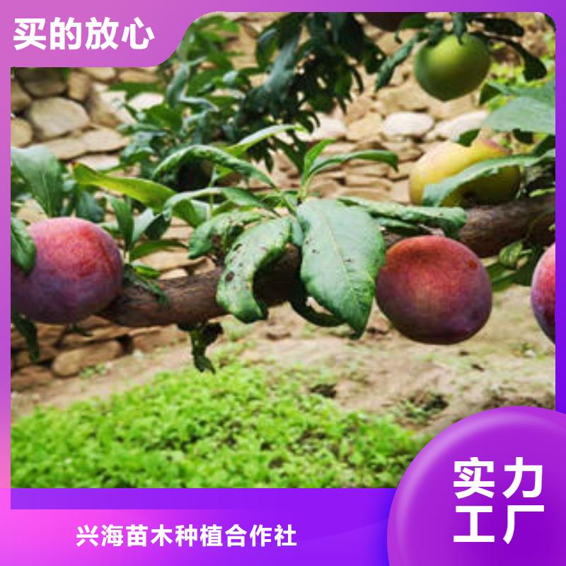 李子苗核桃苗好货直供