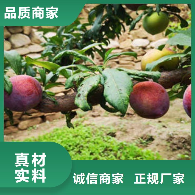 李子苗_板栗苗值得买