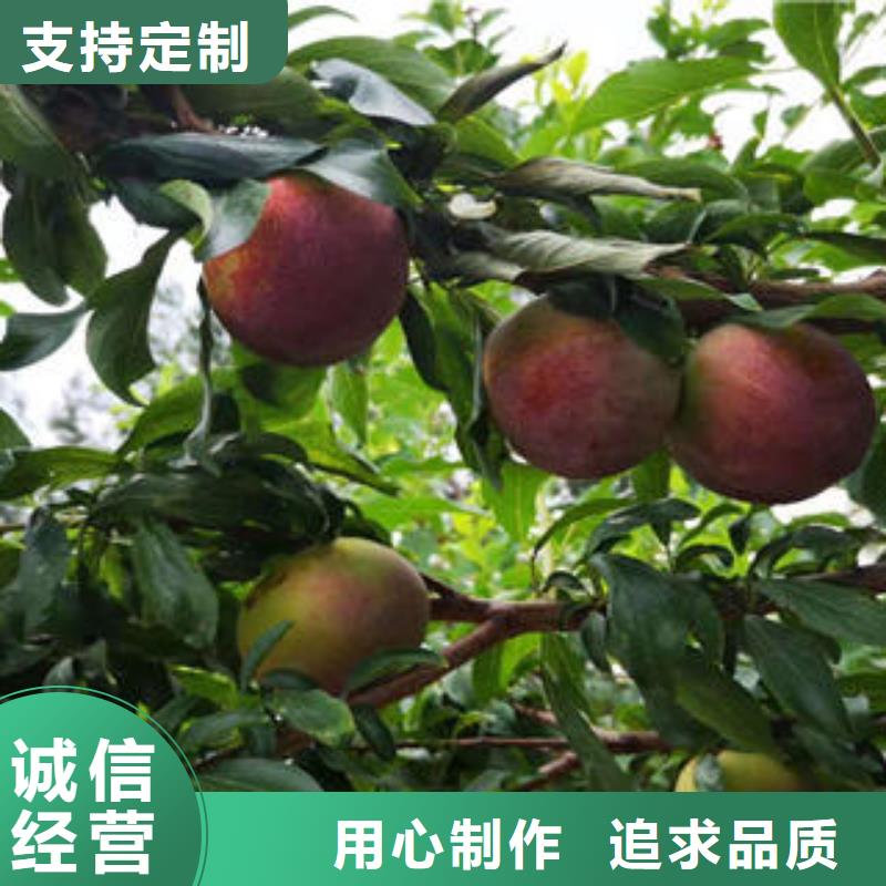 李子苗梨树苗快捷的物流配送