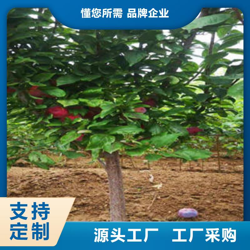 李子苗_梨樹苗廠家直營(yíng)