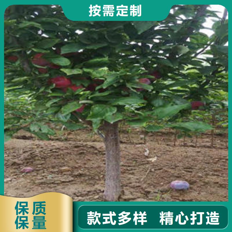 李子苗板栗苗您想要的我们都有