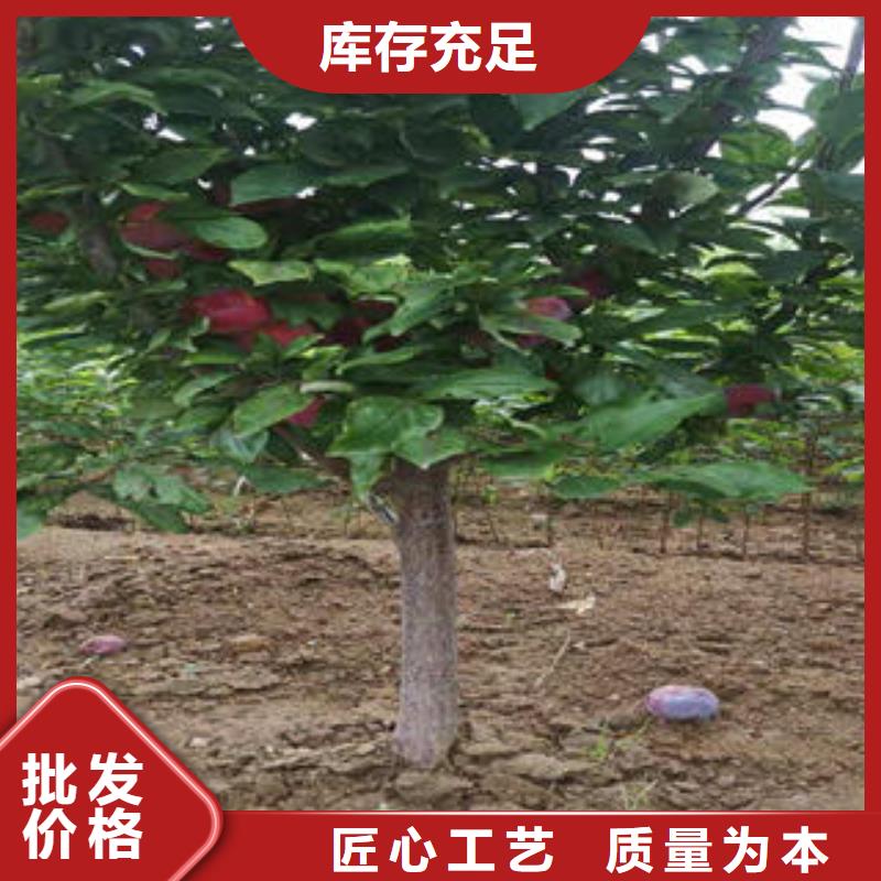 李子苗梨树苗快捷的物流配送