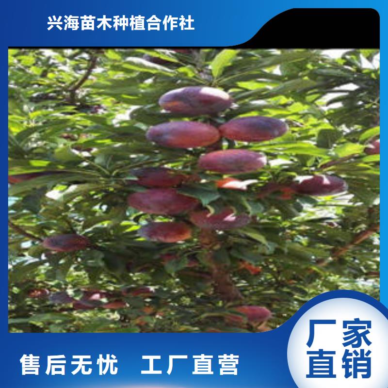 李子苗核桃苗好货直供