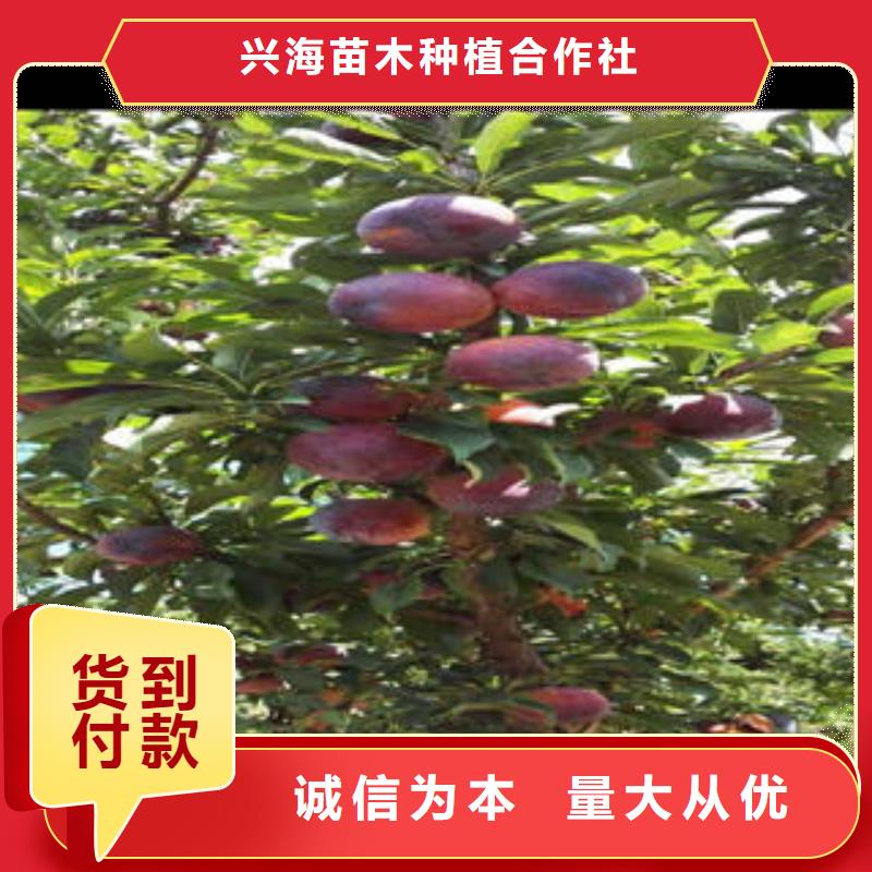 李子苗梨樹(shù)苗質(zhì)量三包