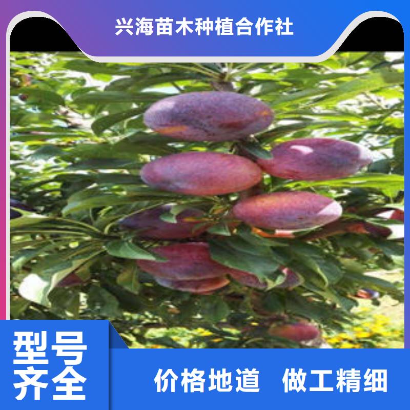 李子苗板栗苗您想要的我们都有