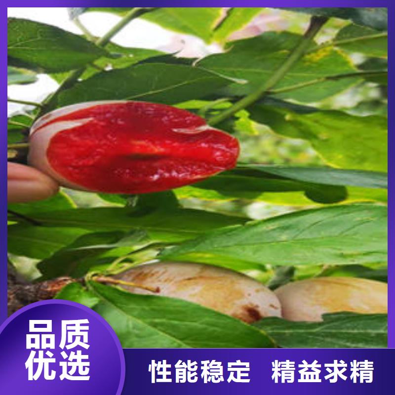 李子苗板栗苗您想要的我們都有