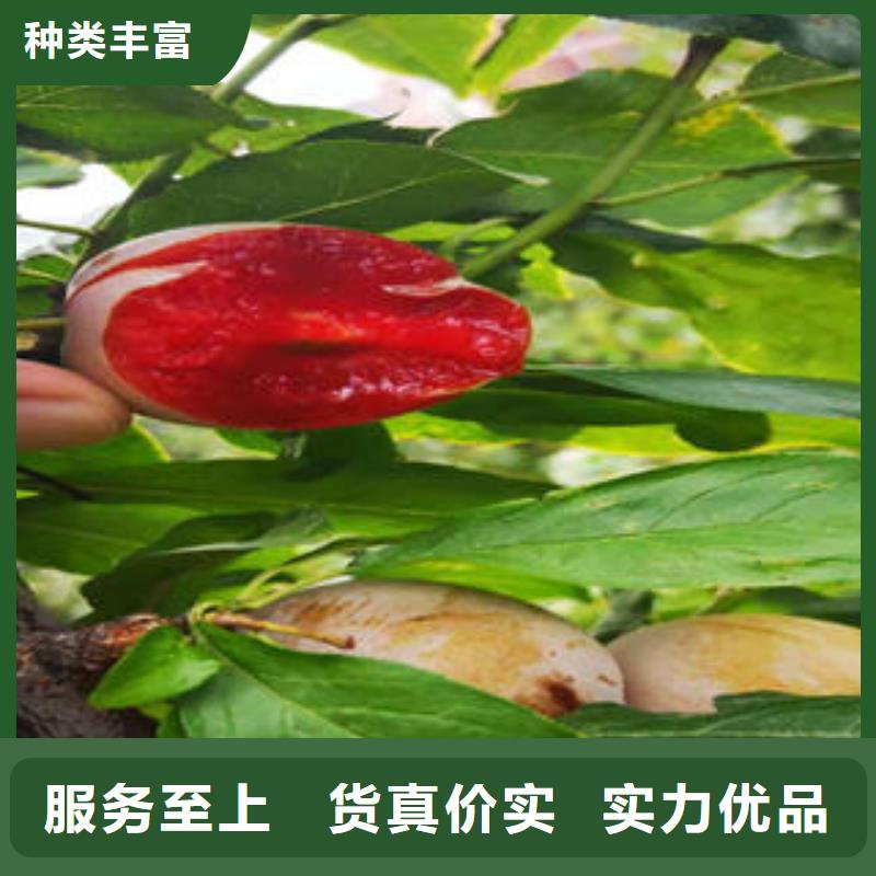 李子苗蘋果苗廠家直銷直供