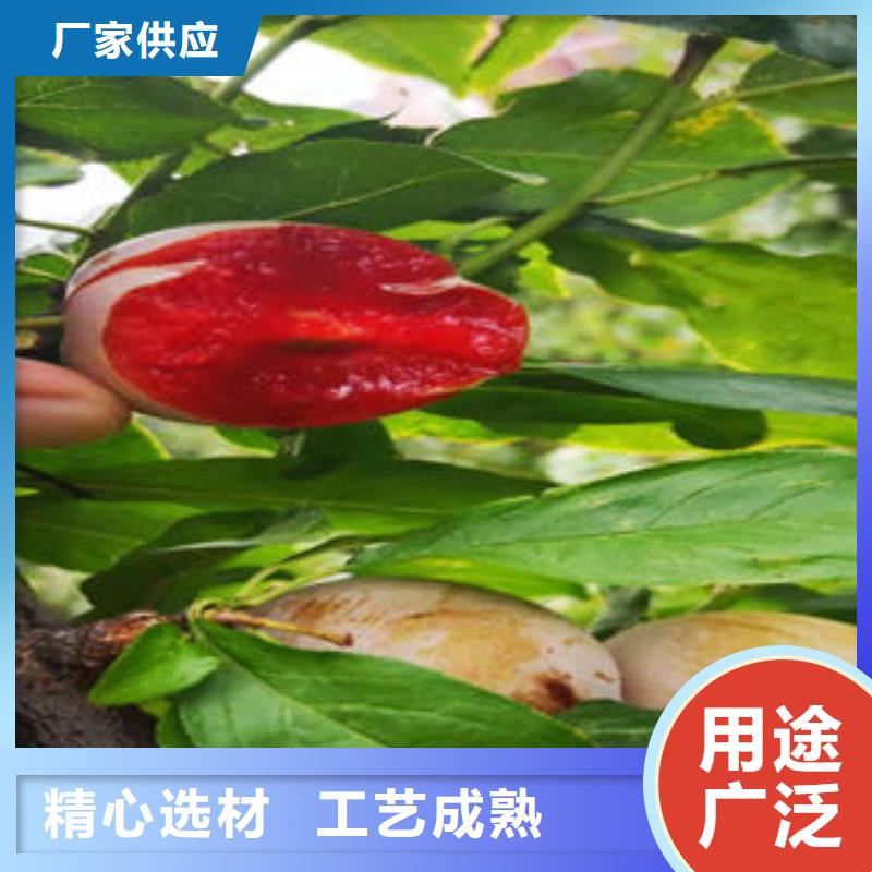 李子苗苹果苗厂家直销直供