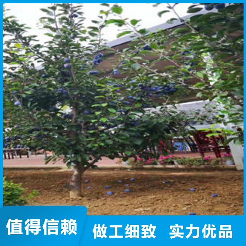李子苗,梨樹苗品質(zhì)不將就