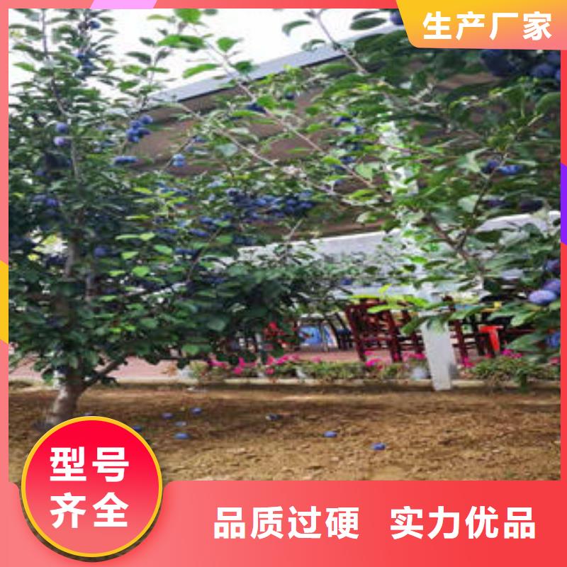 李子苗梨树苗快捷的物流配送