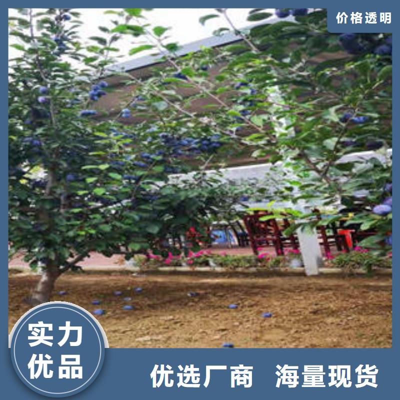 李子苗_板栗苗值得买