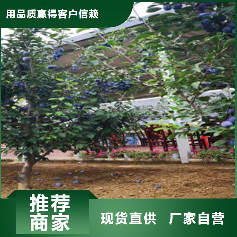 李子苗,梨樹苗品質(zhì)不將就