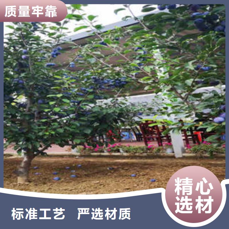 李子苗桃树苗闪电发货