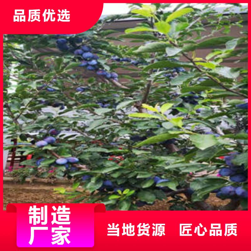 李子苗_梨樹苗廠家直營