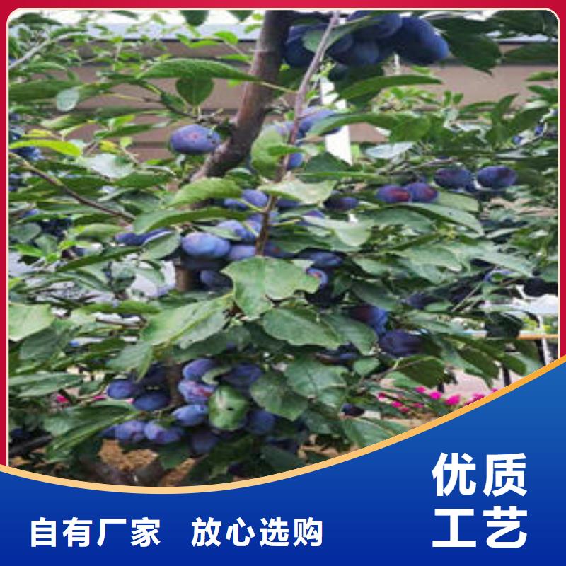 李子苗梨樹苗質(zhì)量三包