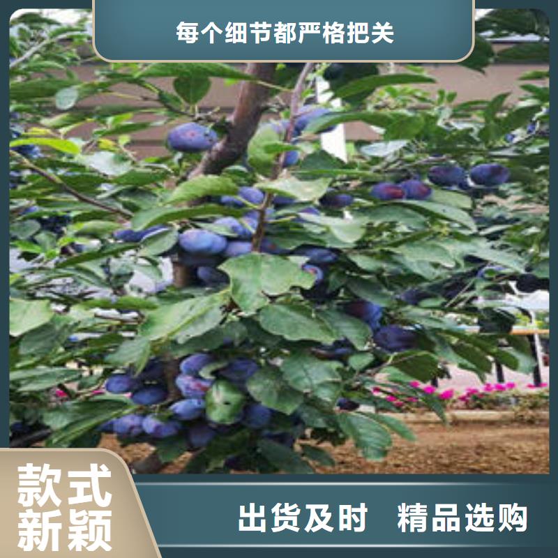 李子苗苹果苗厂家直销直供
