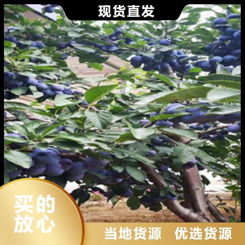 李子苗桃树苗闪电发货
