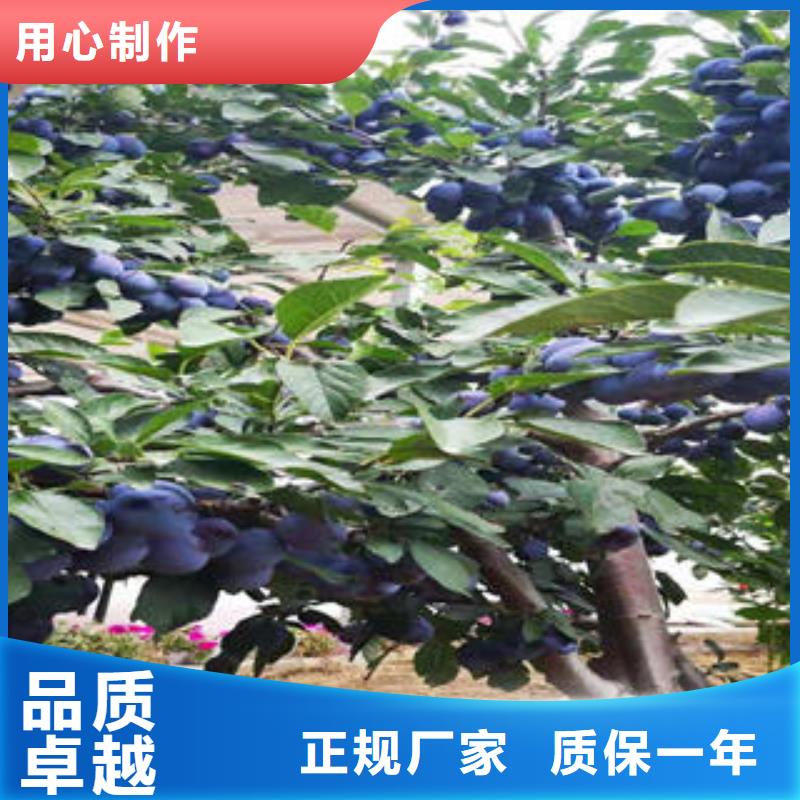 李子苗-花椒苗多年實(shí)力廠家