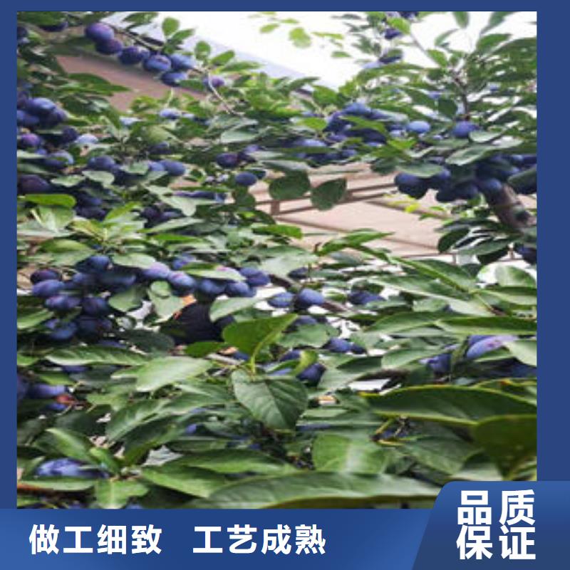 李子苗梨树苗快捷的物流配送