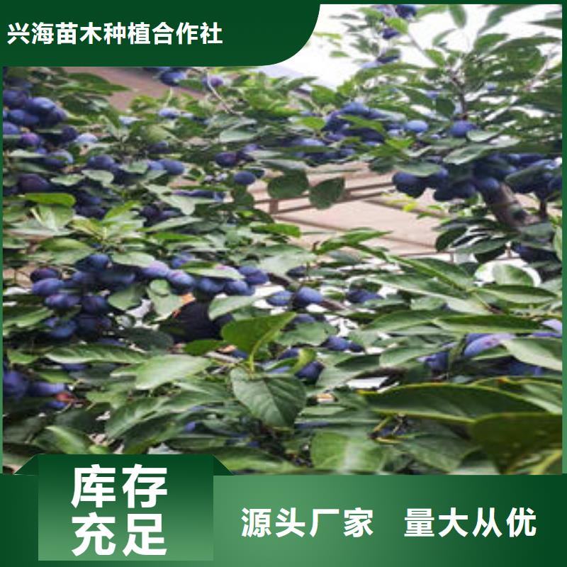 李子苗桃树苗闪电发货
