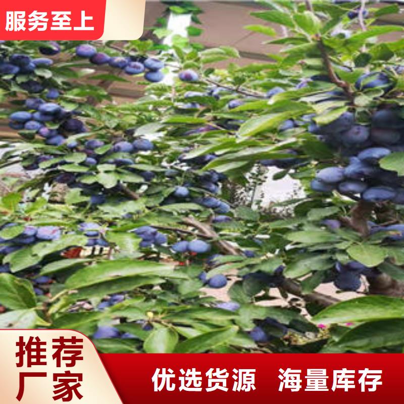 李子苗核桃苗好货直供