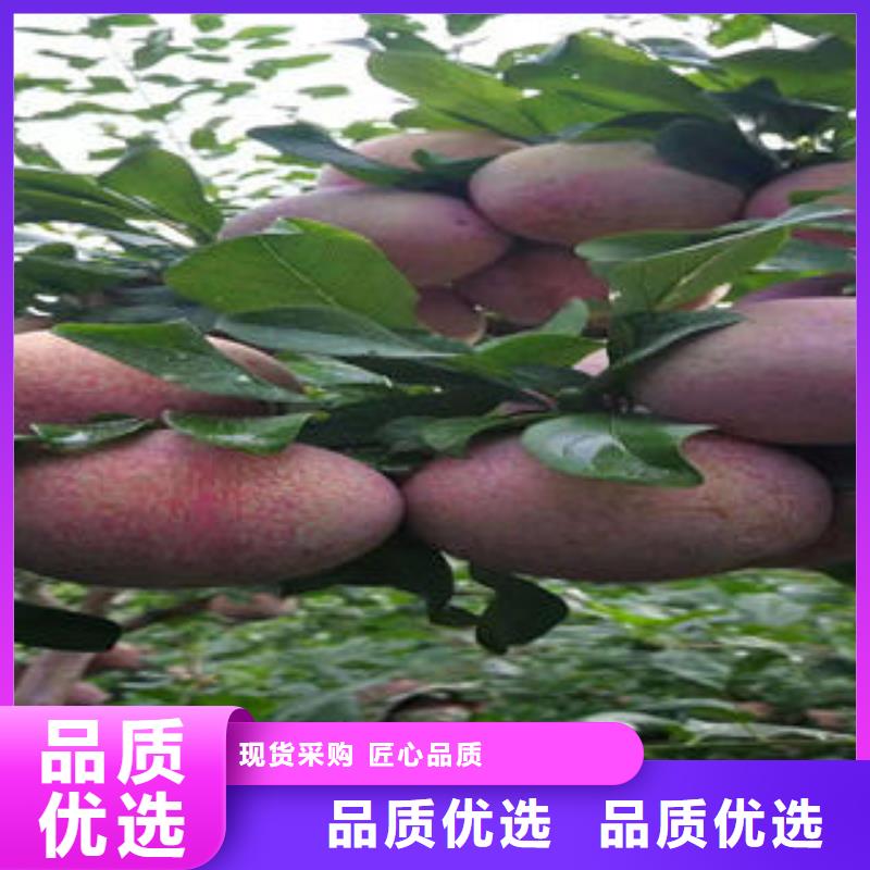 李子苗梨樹(shù)苗質(zhì)量三包