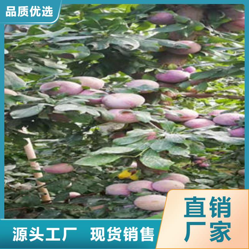 李子苗桃树苗闪电发货