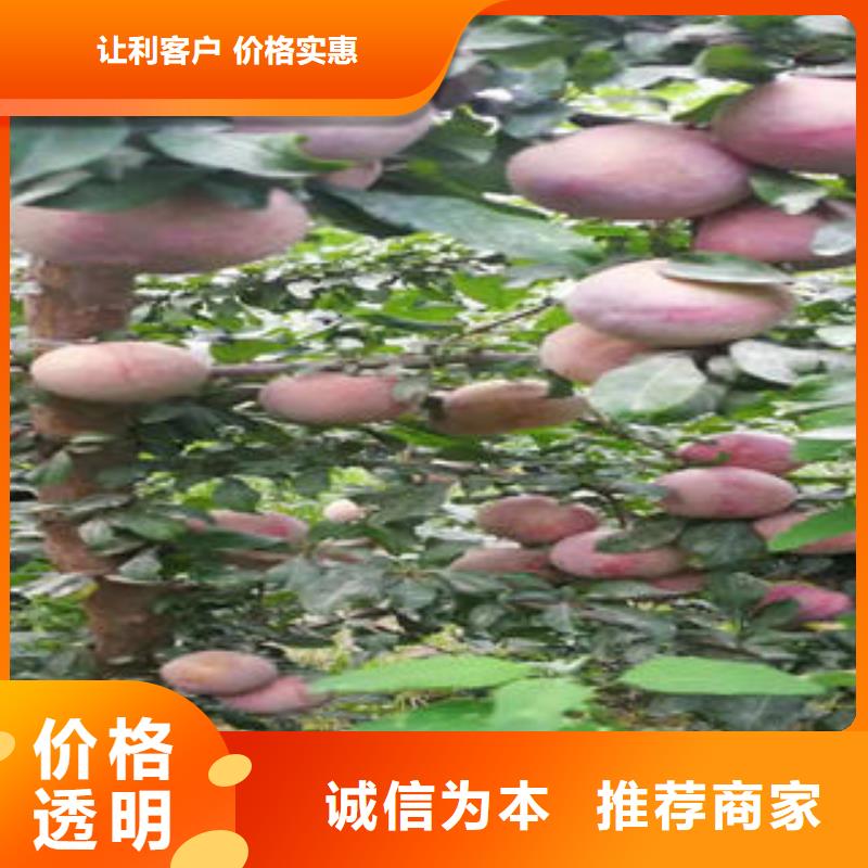 李子苗_板栗苗值得买