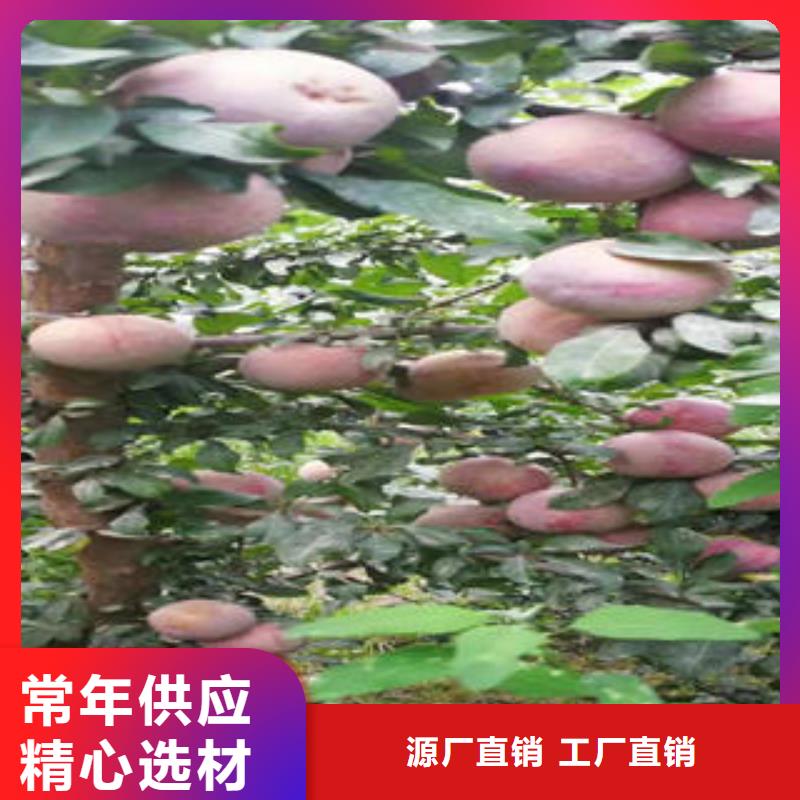 李子苗誠信廠家