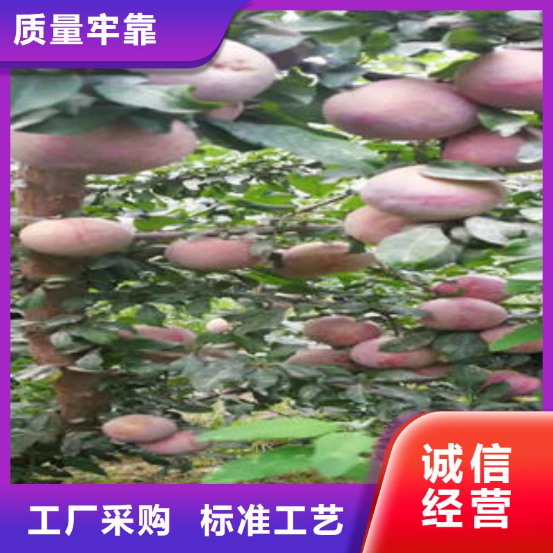 李子苗梨树苗质量三包