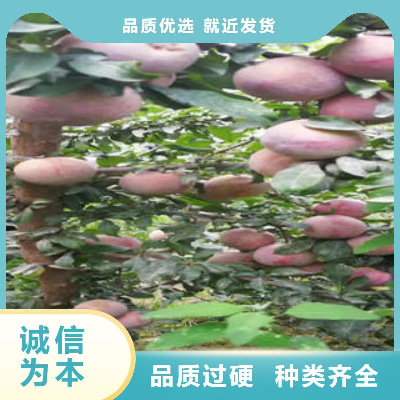 李子苗_梨樹苗廠家直營