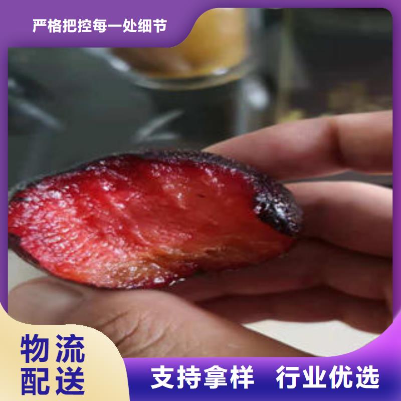 李子苗_板栗苗值得买
