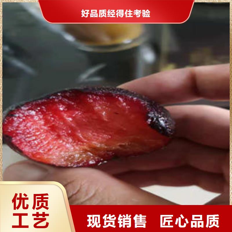 李子苗核桃苗好货直供