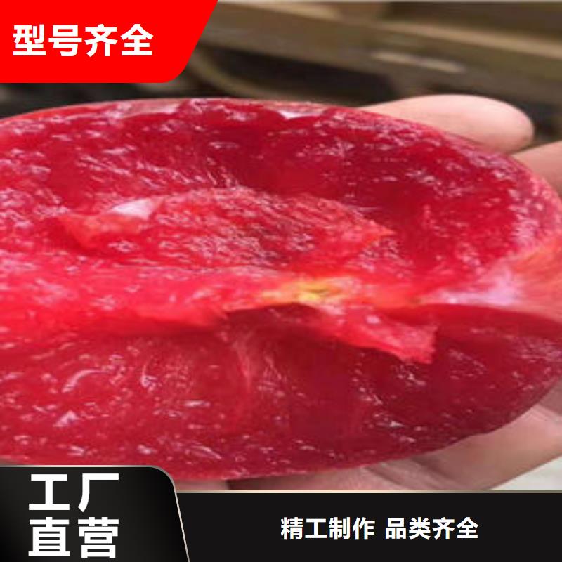 李子苗桃树苗闪电发货
