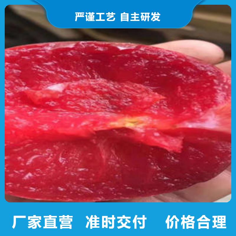 李子苗板栗苗您想要的我们都有