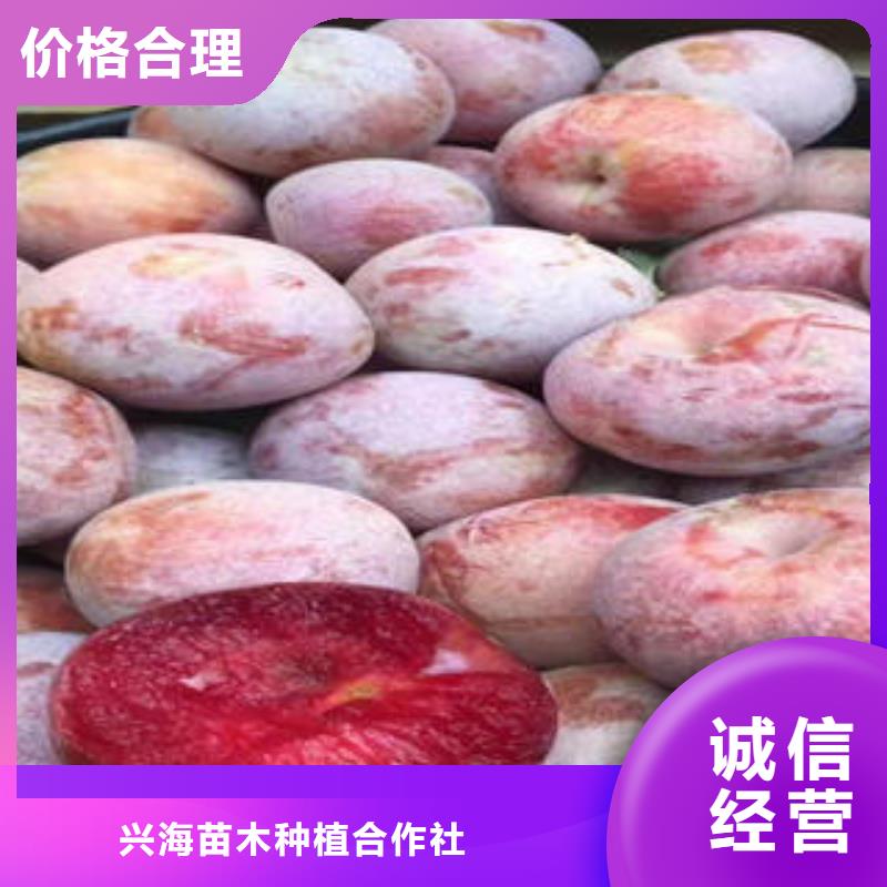 李子苗梨树苗快捷的物流配送
