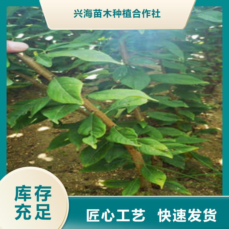 李子苗-花椒苗多年實(shí)力廠家