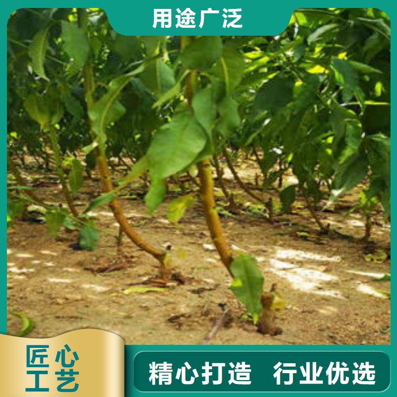 李子苗-花椒苗多年實(shí)力廠家