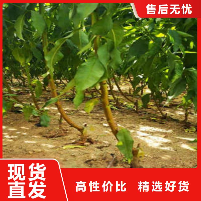 李子苗-梨樹(shù)苗按需定制
