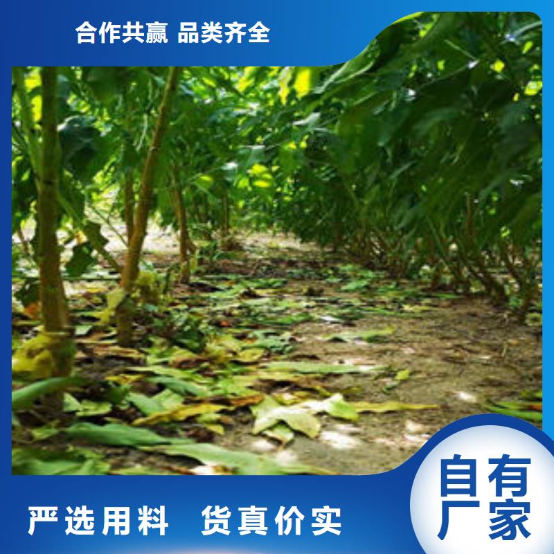 李子苗桃树苗闪电发货