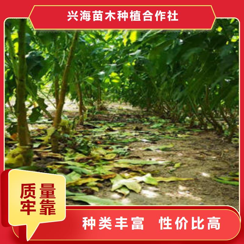 李子苗-花椒苗多年實(shí)力廠家