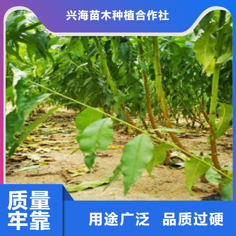 李子苗-花椒苗多年實(shí)力廠家